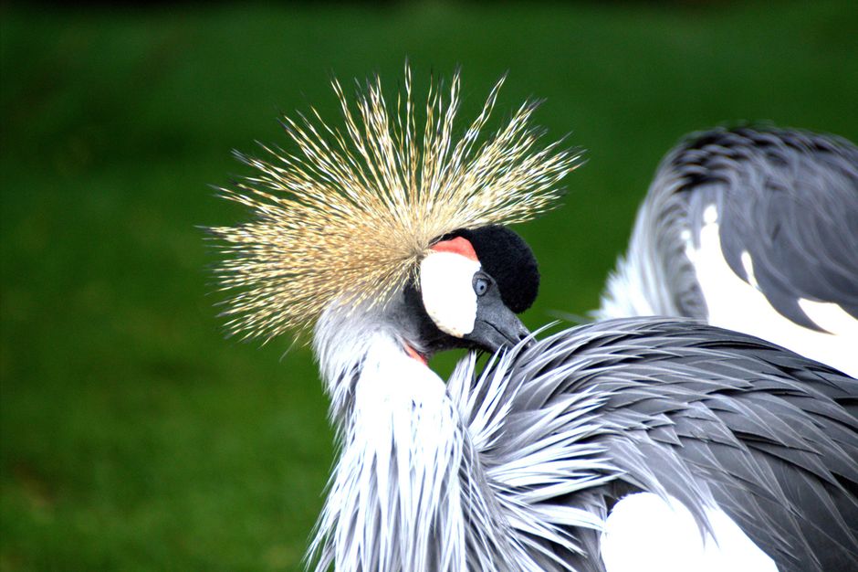 A crowned crane photographed closely, representing patience and careful observation.